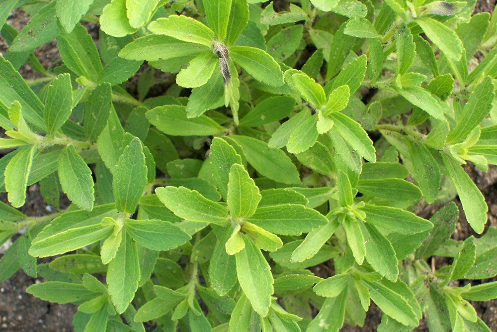 ALOE AND STEVIA