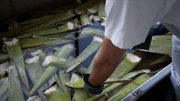 Aloe Vera Hellas