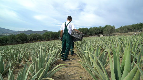 Aloe Vera Hellas