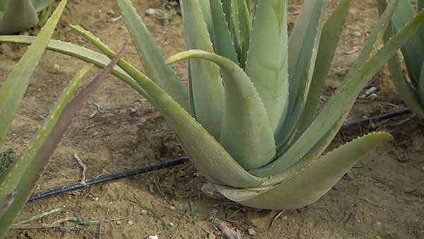 Aloe Vera Hellas