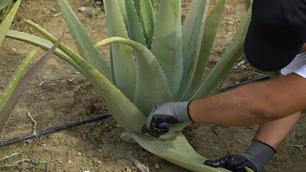 Aloe Vera Hellas