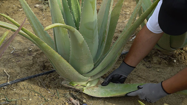 Aloe Vera Hellas