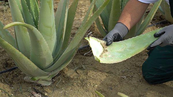 Aloe Vera Hellas