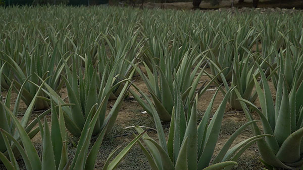 Aloe Vera Hellas