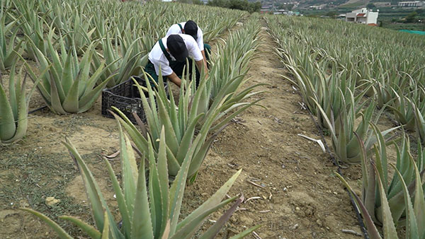 Aloe Vera Hellas