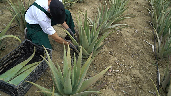 Aloe Vera Hellas