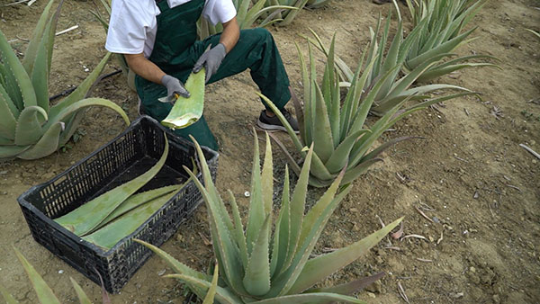 Aloe Vera Hellas