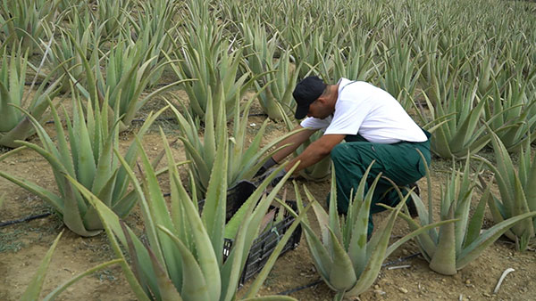 Aloe Vera Hellas