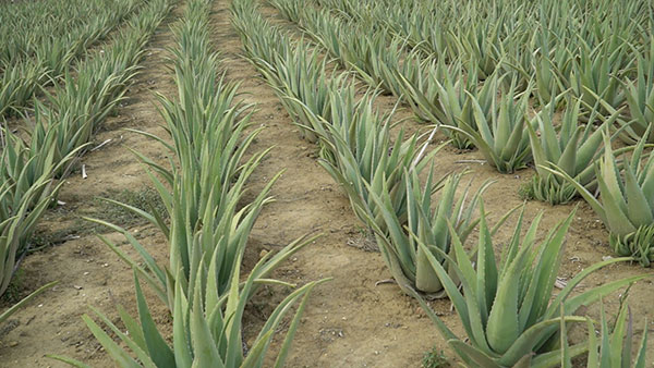 Aloe Vera Hellas