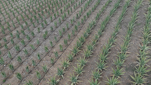 Aloe Vera Hellas