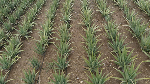 Aloe Vera Hellas