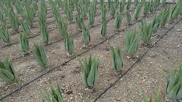 Aloe Vera Hellas