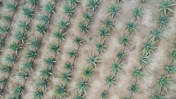 Aloe Vera Hellas