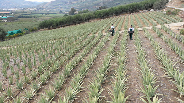 Aloe Vera Hellas