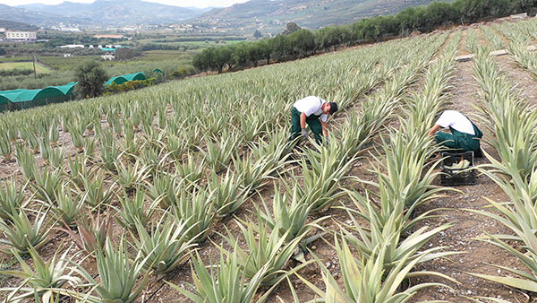 Aloe Vera Hellas