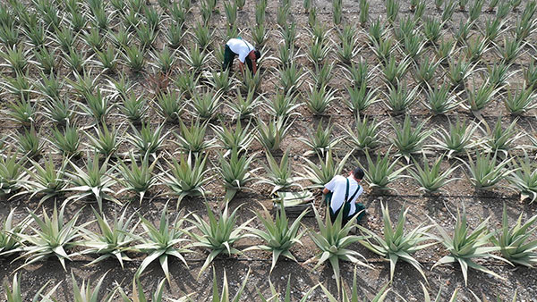 Aloe Vera Hellas