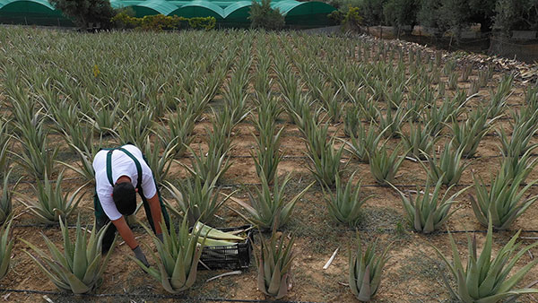 Aloe Vera Hellas