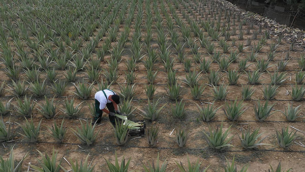 Aloe Vera Hellas