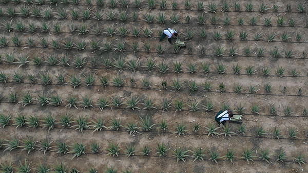 Aloe Vera Hellas