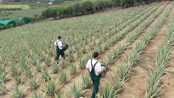 Aloe Vera Hellas