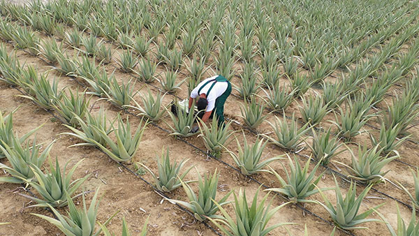 Aloe Vera Hellas