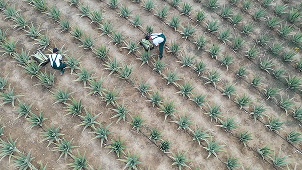 Aloe Vera Hellas