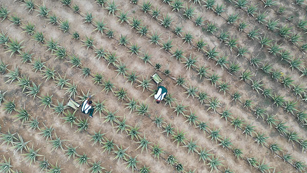 Aloe Vera Hellas