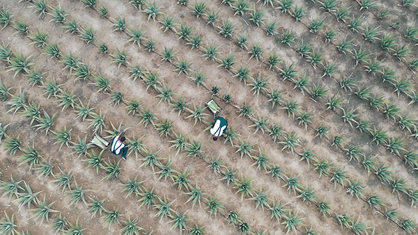 Aloe Vera Hellas