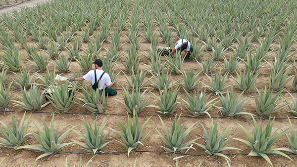 Aloe Vera Hellas