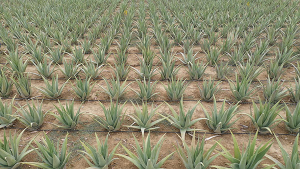 Aloe Vera Hellas