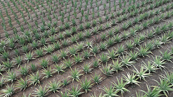 Aloe Vera Hellas