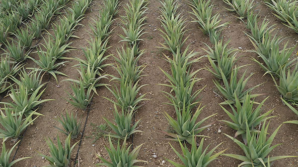 Aloe Vera Hellas