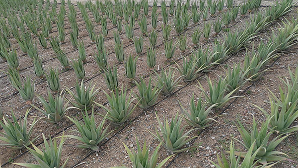 Aloe Vera Hellas